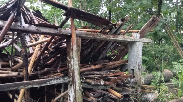 Hujan Deras di Minggir Sleman Sebabkan Pohon Tumbang Timpa Rumah Warga