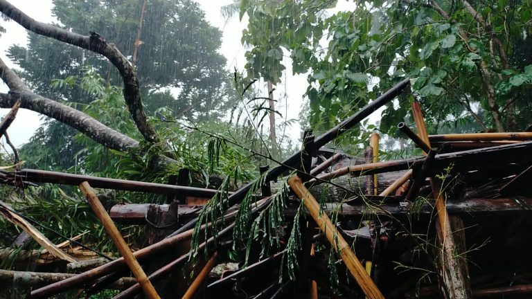 Hujan Deras Disertai Angin, Warga Sleman Diimbau Waspada Pohon Tumbang!