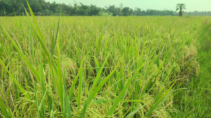 Produksi Beras Nasional Naik 14,49%, Pemerintah Klaim Menuju Swasembada Pangan