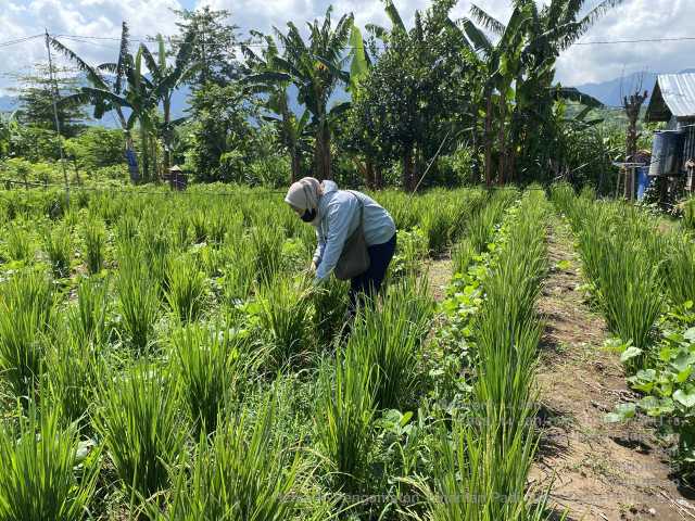 Buleleng Perkuat Ketahanan Pangan Lewat Neraca Bahan Makanan yang Diperbarui Rutin